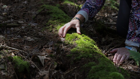 Judy Dobles touches moss growing on a log from an old log structure near a trail at Cummings Nature Center in Naples, N.Y., near where she collected the moss that led to the discovery of a new species of tardigrade. Dobles, a citizen scientist and longtime volunteer at the nature center, discovered the microscopic animal, later named Misocrista ojagwaji, while examining the moss under a microscope. Tardigrades, also known as water bears or moss piglets, are microscopic, eight-legged animals known for their ability to survive extreme environmental conditions.