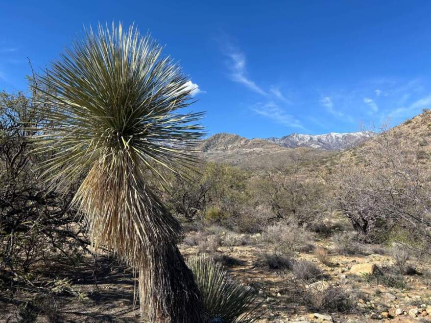 Mt. Graham in Southern Arizona is known as a sky island. The base of the mountain is primarily desert habitat, but at the peak near 11,000 feet a snowy conifer forest provides ideal squirrel habitat. (Peter O'Dowd/Here & Now)