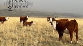 Cattle on a ranch in Franklin County, Washington. Washington Audubon is hoping ranchers on the Columbia Plateau will participate in its Audubon Ranching Conservation program.