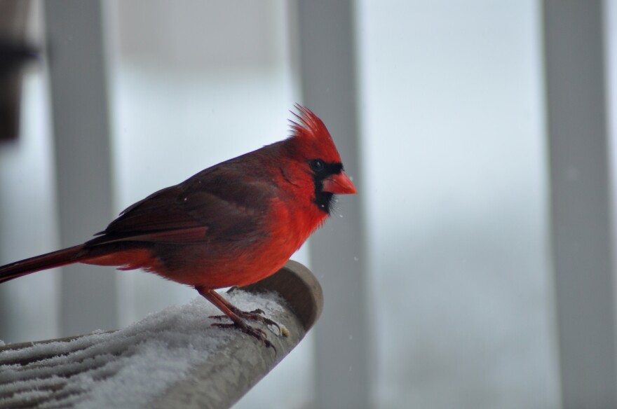 cardinal sitting on a branch