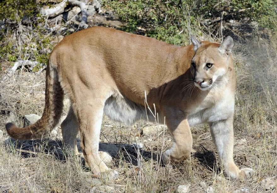 Mountain lion in Texas 