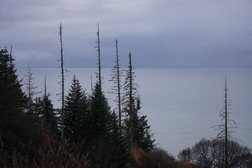 Low clouds hanging over Cook Inlet, with spruce trees in the foreground 