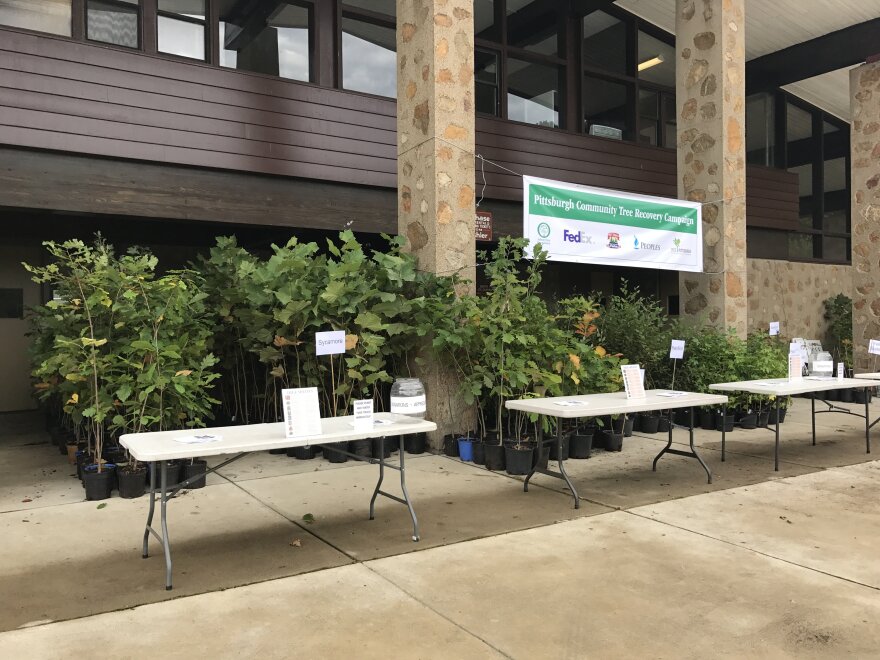Tree Pittsburgh Fights Canopy Loss With Sapling Giveaways 90.5 WESA