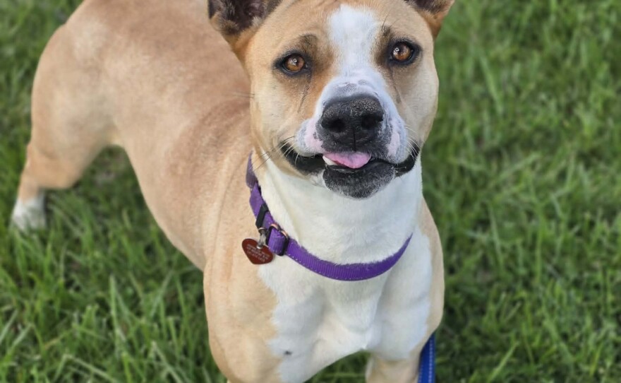 A tan and white dog with big ears and a purple collar is making a silly face. 