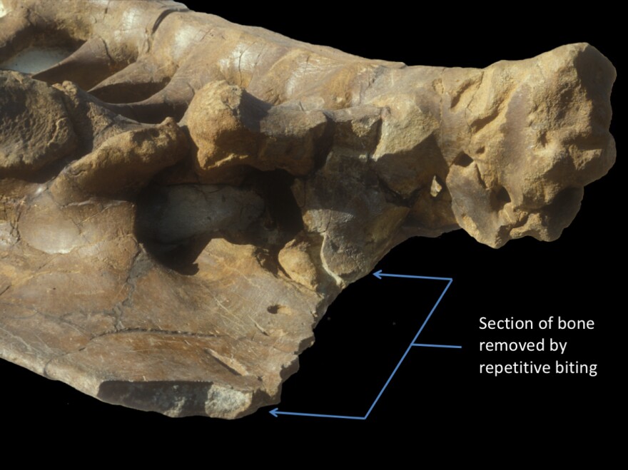 A<em> Triceratops </em>pelvis bearing nearly 80 <em>T. rex </em>bite marks. The bracket shows a region where the carnivore repeatedly removed sections of bone.