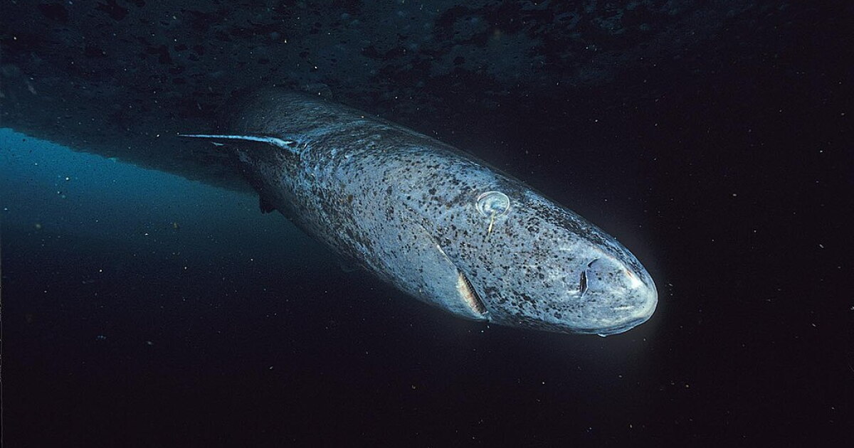 Carbon-dating the mysterious Greenland shark reveals impressive lifespans