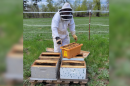 Pat Montague installs nuclear bee hive colonies in the spring to replace hives that did not make it through the winter at Bee'n Happy Farms. He wears a beekeeping suit and is reaching for a container of bees that will be placed into the hive boxes.