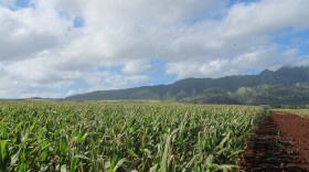 In this April 16, 2014 photo, the Waianae mountains serve as a backdrop to a field of corn on Pioneer Hi-Bred International land in Waialua, Hawaii. (Audrey McAvoy/AP)