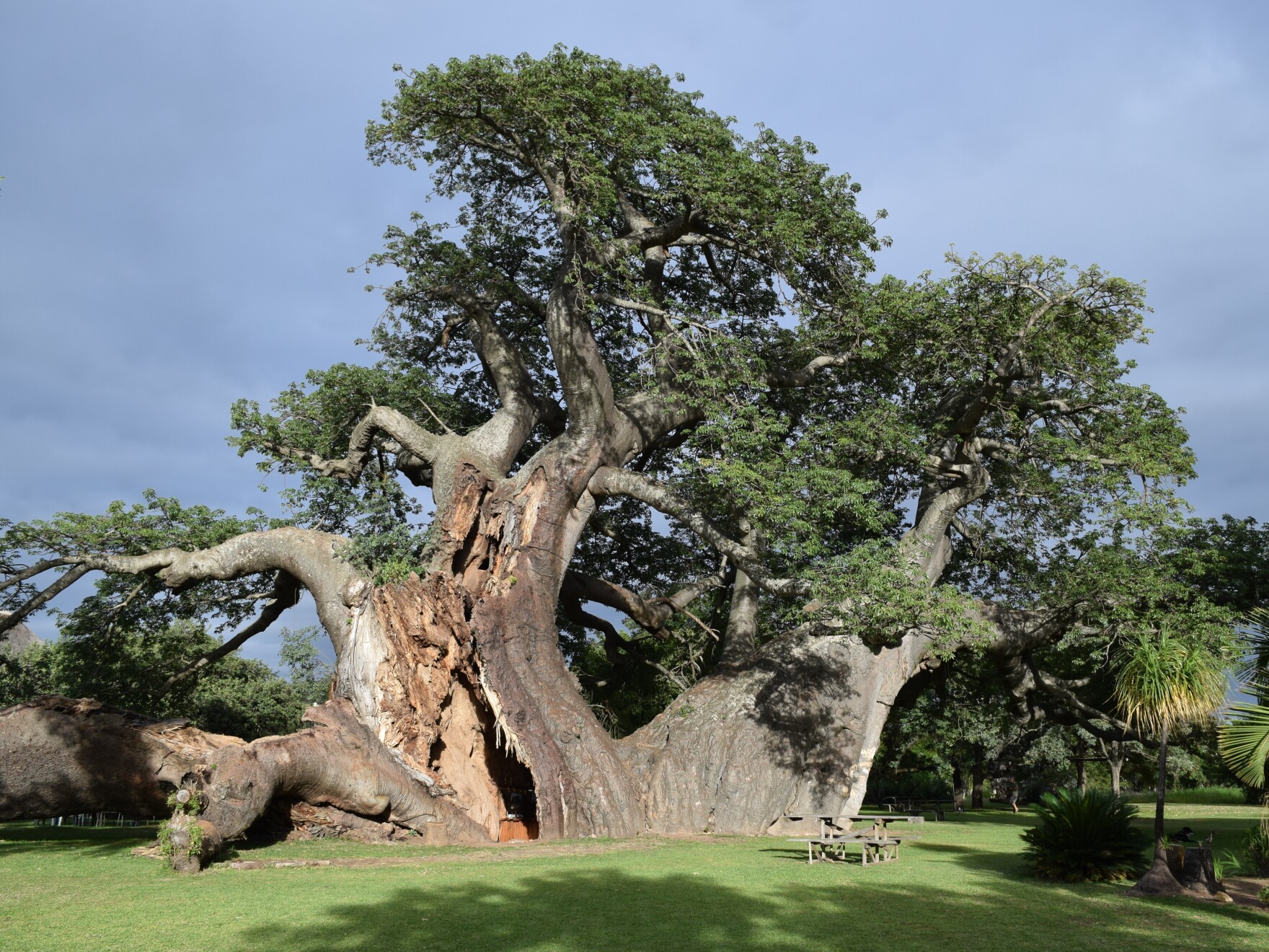 Why Are Some of Africa's Biggest Baobab Trees Dying Off? WFSU News