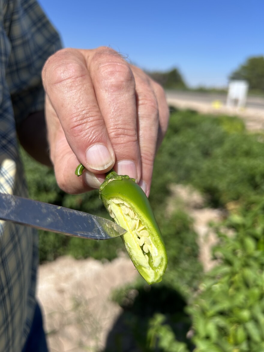 The yellow vein inside a jalapeno pepper. According to Dr. Bosland, the bigger the yellow vein, the hotter the pepper will be.