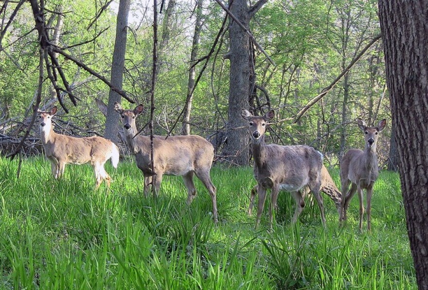deer_in_iowa.jpg