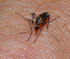 Mecklenburg County Reports Three Human Cases of West Nile Virus