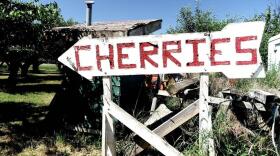 An old roadside sign in the shape of an arrow that says cheeries. 