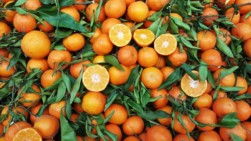 Nearly all of Florida’s orange crop is processed into juice.