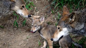  Red Wolves