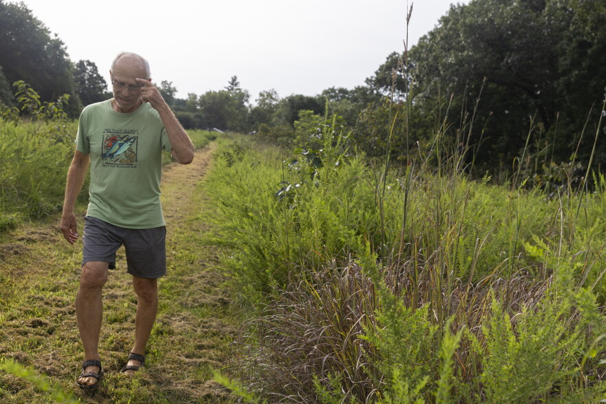 A man in glasses, a light green shirt and gray shorts walks down a path cut through tall green grasses. He's looking down and touching his head. 