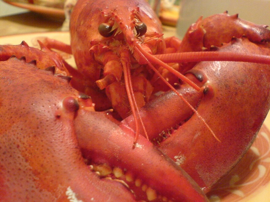 A Maine lobster.