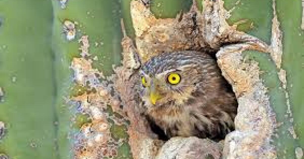 Arizona's Tiny Desert Owl Has New Chance For Federal Protection