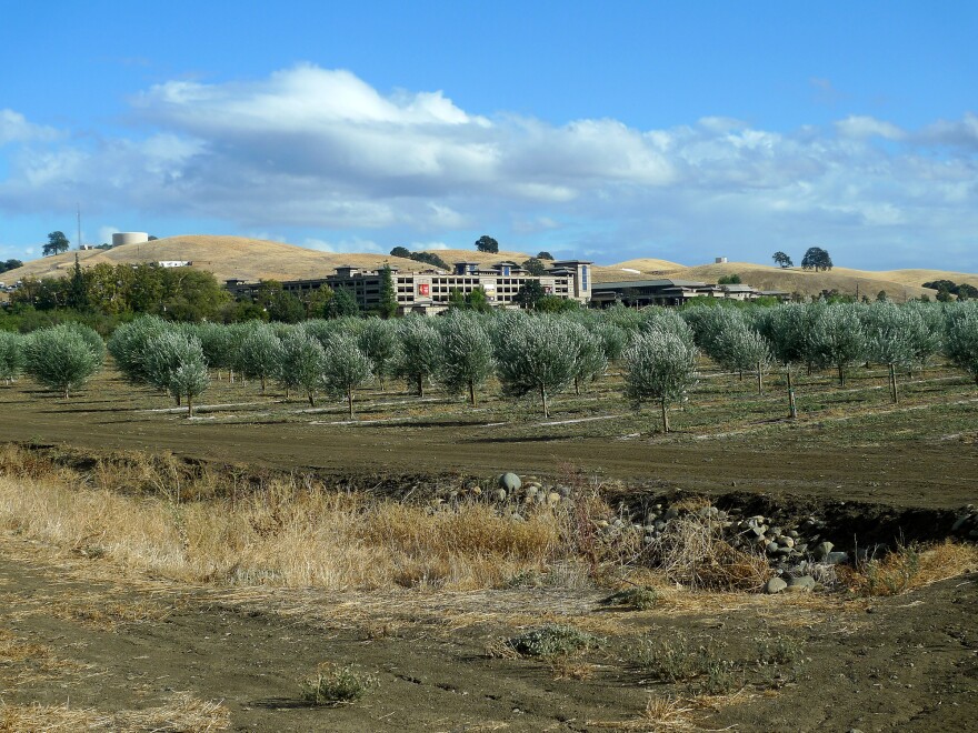Olive trees belonging to the Yocha Dehe Wintun Nation, with their Cache Creek Casino in the background.