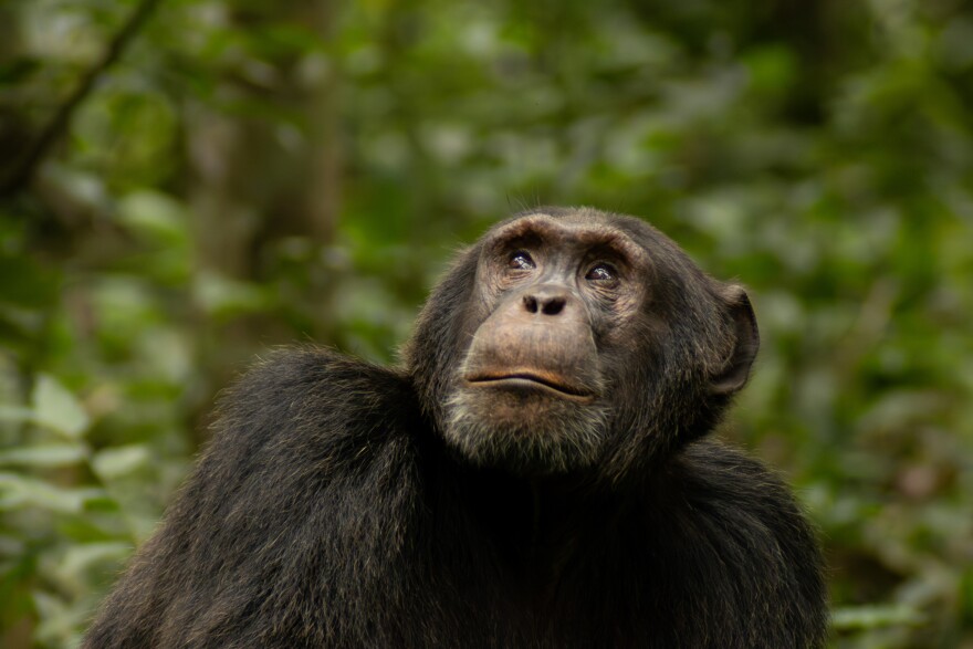 Photo of a chimpanzee