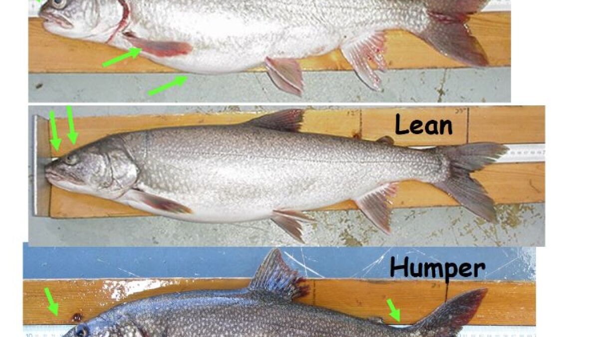 Researchers head to Superior Maximus to investigate 'zombie' fish