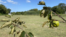 A budding persimmon tree bears fruit at the Newport News food forest. (Photo by Katherine Hafner)