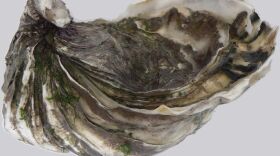 Pacific Oyster