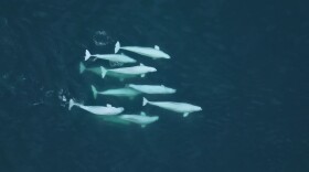 A pod of belugas.
