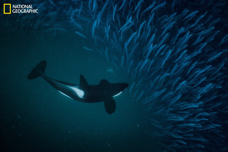 A killer whale, or orca, chases herring in a Norwegian fjord. Groups of killer whales (which are technically part of the dolphin family) have distinct eating habits. Some corral schooling fish. Others hunt sharks or seals, while some feast almost exclusively on salmon. These habits are partly cultural — learned behaviors passed down through generations.