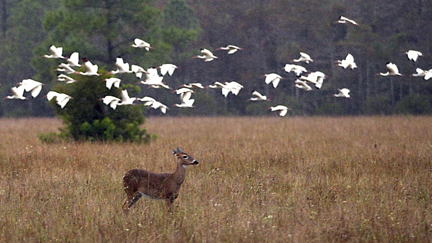 A deer and birds occupy the swampland in Big Cypress Swamp in in November 2011. Environmental groups are worried about the impact a seismic test — and subsequent oil exploration — might have on the animals in Big Cypress Wildlife Preserve.