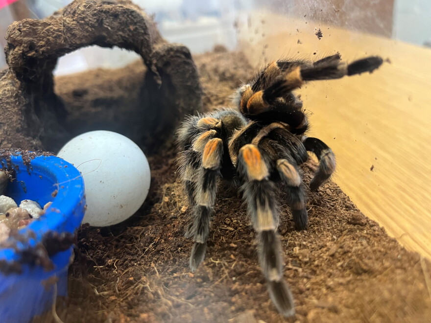 One of the tarantulas that will be on display at BugFest.
