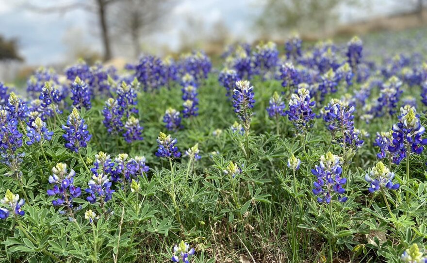 bluebonnets