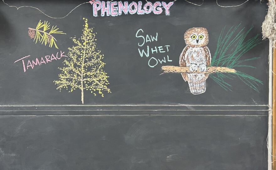 Chalk illustrations show a tamarack tree and saw-whet owl.