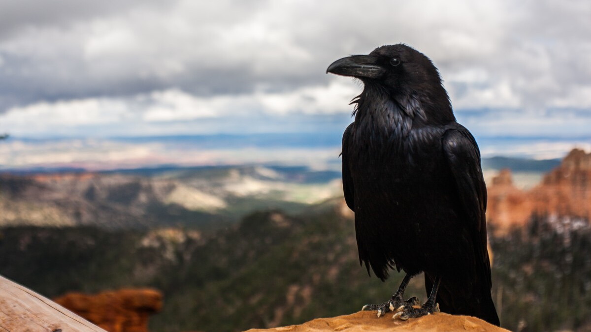 Them Crows - Vimarsana News