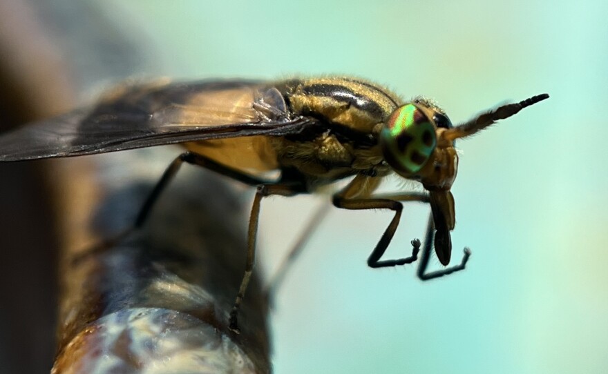 A macro image shows a close-up of a deer fly perched on the edge of a coffee mug. Its front legs are held up as if in a boxing position. It has vibrant green-and-brown eyes and some fuzz on its body.