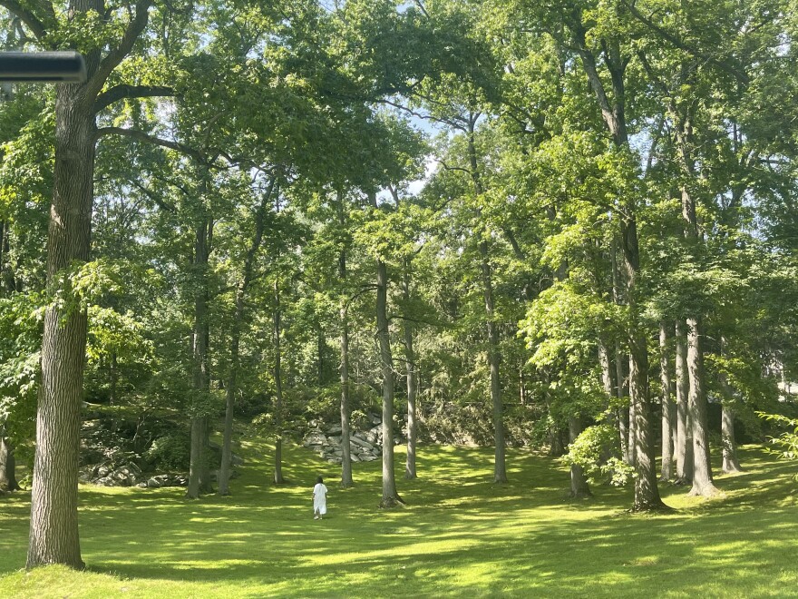 A photo showing a grassy field with several large trees, with a small figure wearing white walking away in the distance. 