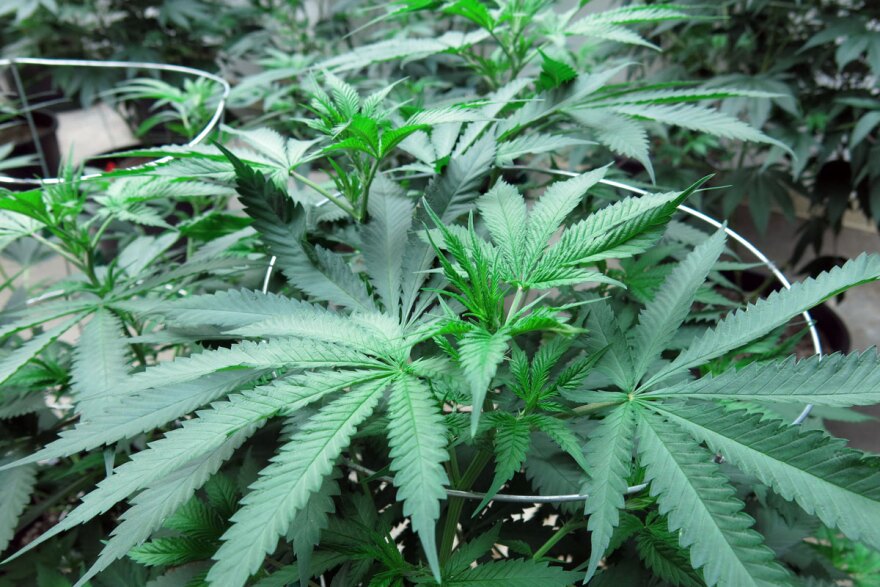 File photo of marijuana growing at Boulder-based The Farm as part of their "genetic library."