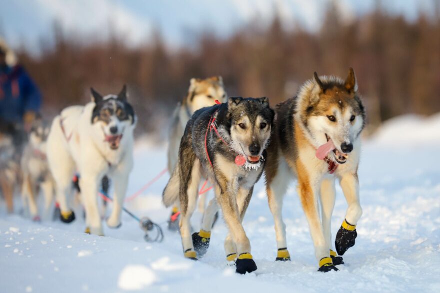 Ramey Smyth’s team run into Finger Lake during the 2022 Iditarod. (Jeff Chen/Alaska Public Media)