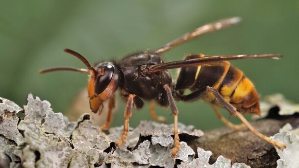 North Carolina agriculture officials have confirmed the presence of yellow-legged hornets in the state. They can pose a major risk to honey bees.