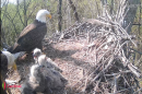 Three baby bald eagles and their parents sit in a nest in this screengrab from Cardinal Land Conservancy's livestream.