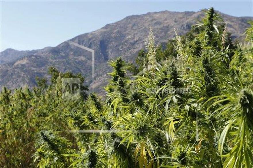 Swaths of cannabis in northern Morocco. The U.N. estimates 80,000 families in the rugged northern Rif mountains make their living from growing marijuana. Their efforst have made Morocco the main hashish supplier for Europe and the world.