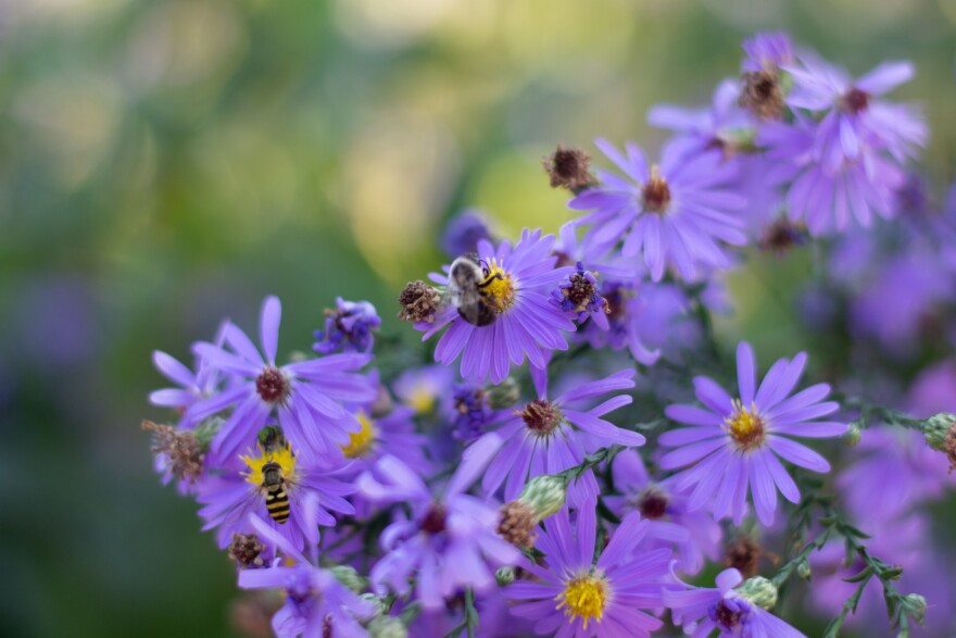 Bees visit a vibrant blue wood aster in Mary's backyard.