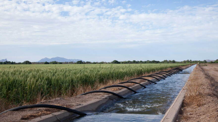 A barley field is irrigated at BKW Farms in Marana, Ariz.