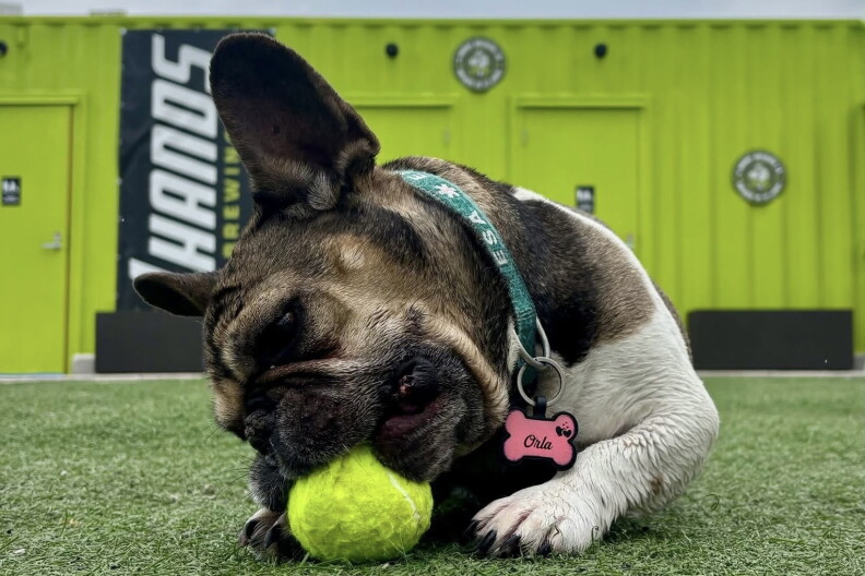 K9 Garden To Close Permanently At End Of October