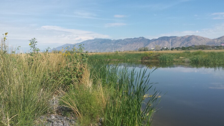 The Supreme Court has limited the Environmental Protection Agency's authority to regulate wetlands, such as this wetland at the Bear River Migratory Bird Refuge in Utah.