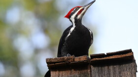 A pileated woodpecker.