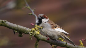 A house sparrow.