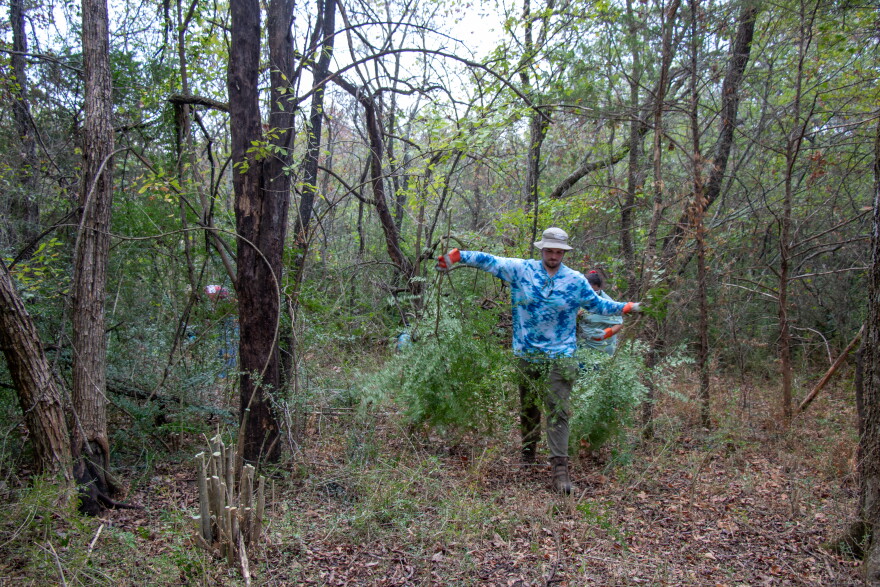 Volunteers pull cut privet at Pontotoc Ridge Preserve.