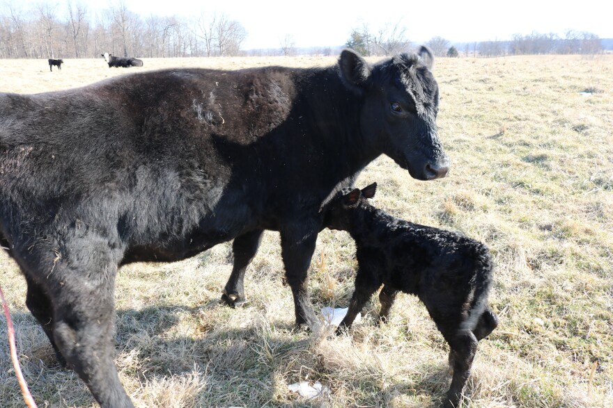 On a farm in Caldwell County, a newly born spring calf stays with its mother. The calf has come in the spring, but after a severe winter storm experienced in early 2026.