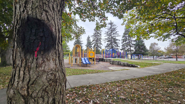 After community members voiced concern, the city amended its plan and will cut down fewer trees.